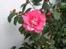 Elegans Variagated